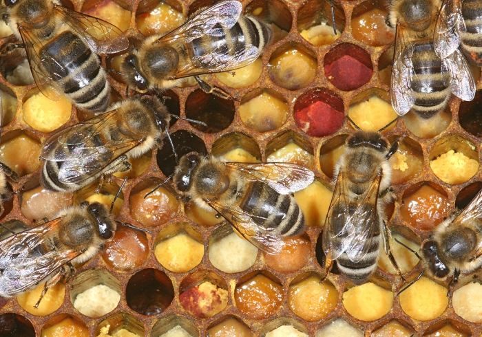 Cambiable Humano construcción naval Qué hacen las abejas en otoño? - Educación ambiental Madrid