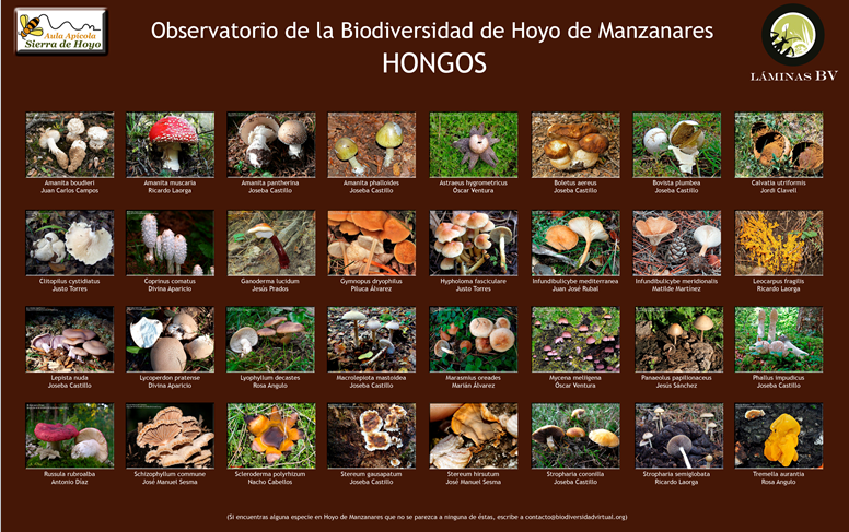 Biodiversidad de Hoyo de Manzanares: Hongos