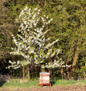 abejas y polinización
