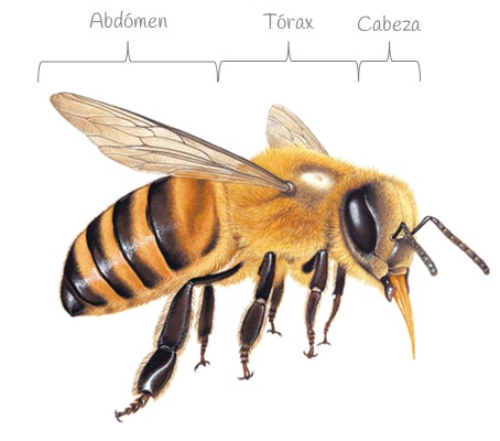 Anatomía de las abejas