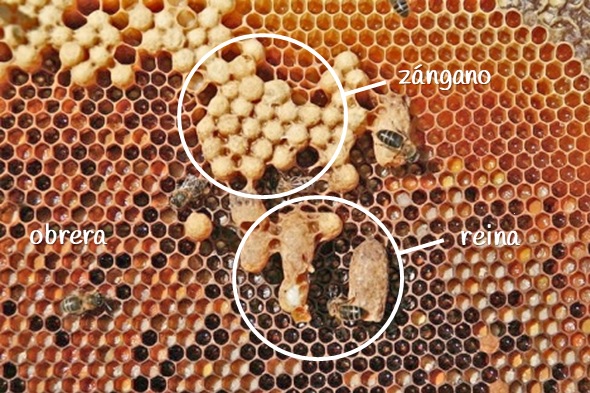 Los tipos de colmena de abejas