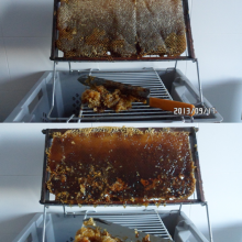 Productos de las abejas: La castra de las colmenas