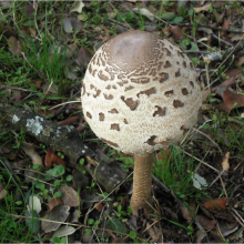 Ocio Familiar: Testing micológico