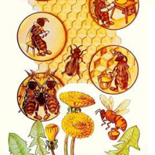Las abejas como insectos sociales