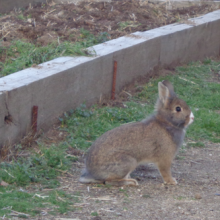 El huerto escolar en invierno