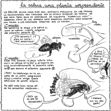 Abejas y polinización: plantas labiadas