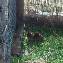 Crónica del Huerto Escolar: 7ª semana