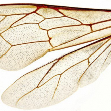 El vuelo de las abejas.