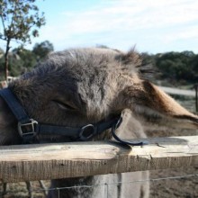 Crónica del Huerto Escolar: 12ª semana