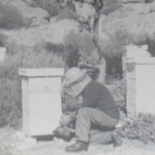 Recuerdos de olor a miel. En las colmenas.