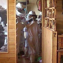 Actividades para colegios: las abejas