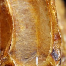 Visitas a las colmenas: abejas reina