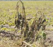 Crónica del Huerto Escolar: 11ª semana