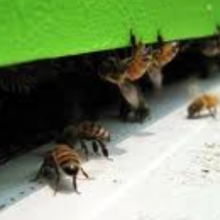 La importancia del agua para las abejas