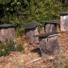 Peripecias de un apicultor novato (IV)