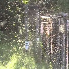 Peripecias de un apicultor novato (V). Trasiego de colmenas.