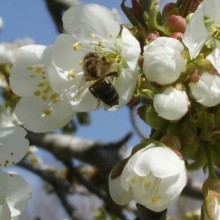 Peripecias de un apicultor novato (VI). Beneficios de la polinización.