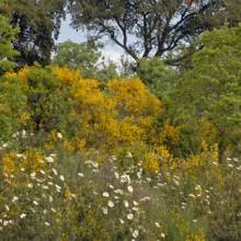 Peripecias de un apicultor novato (VII).