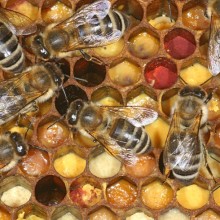 ¿Qué hacen las abejas en otoño?