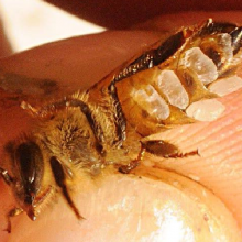 Producción de cera y panales de abejas