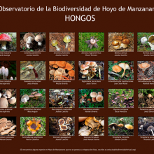 Biodiversidad de Hoyo de Manzanares: nuevas láminas