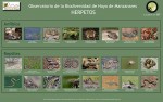 Biodiversidad de Hoyo de Manzanares : Herpetos