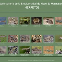 Biodiversidad de Hoyo de Manzanares: Herpetos