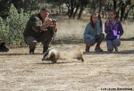 Liberación de tejón en el Aula Apícola Sierra de Hoyo
