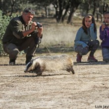 Liberamos un tejón en Nochebuena