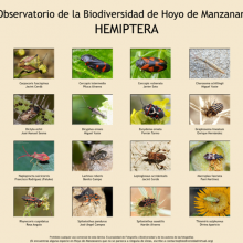 Biodiversidad de Hoyo de Manzanares: Hemípteros