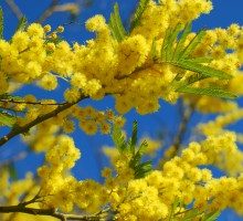 Peripecias de un apicultor novato. Cambio de residencia.