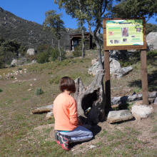 Actividades en la naturaleza. Madera muerta.