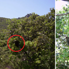 El enjambre de abejas