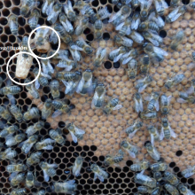 Control de enjambrazón: división de colmenas