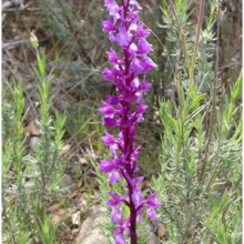 Polinización de orquídeas