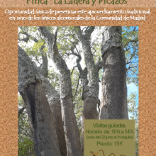 Alcornocal de la Sierra de Hoyo. La saca del corcho.