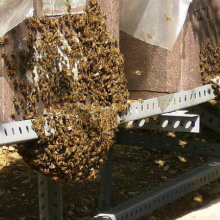 La barba de la colmena de abejas