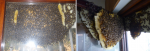 Panal de abejas en una ventana