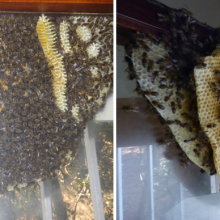 Retirada de un panal de abejas