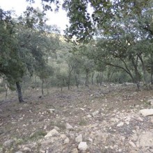 Gestión forestal. Prevención de incendios.