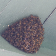 Primer enjambre de abejas del año