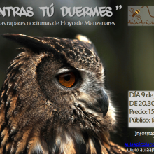 Conoce las rapaces nocturnas