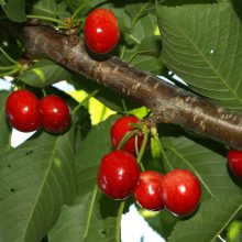 Relatos sobre abejas y polinización (I)