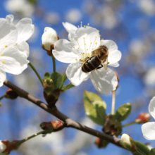 Relatos sobre abejas y polinización (III)