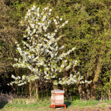 Relatos sobre abejas y polinización (II)