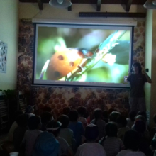 Educación ambiental: Animales de mi jardín