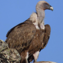 Club del pequeño naturalista: las aves