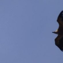 Club del pequeño naturalista: rastros y huellas