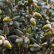 Club del pequeño naturalista: bayas y frutos del bosque