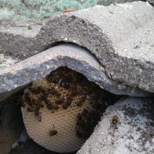 ¿Problemas con abejas?